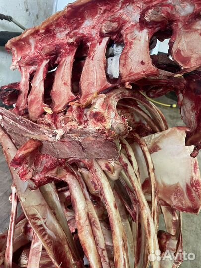 Кости крс животным бесплатно