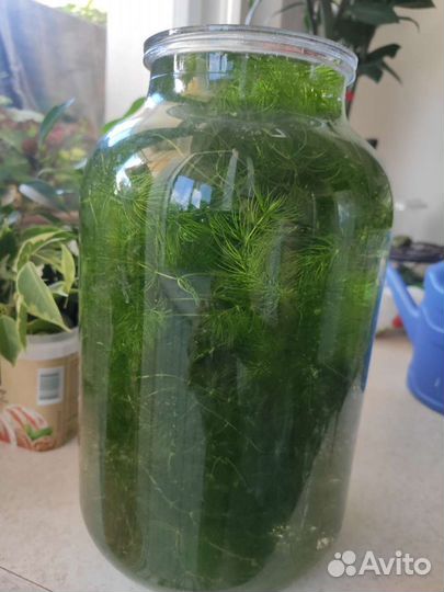 Роголистник