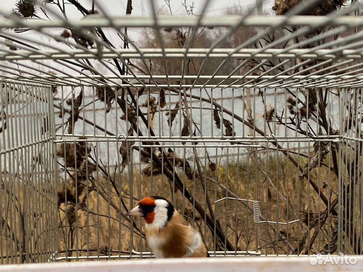 Певчие птицы щегол