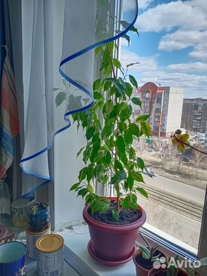 Фикус бенджамина