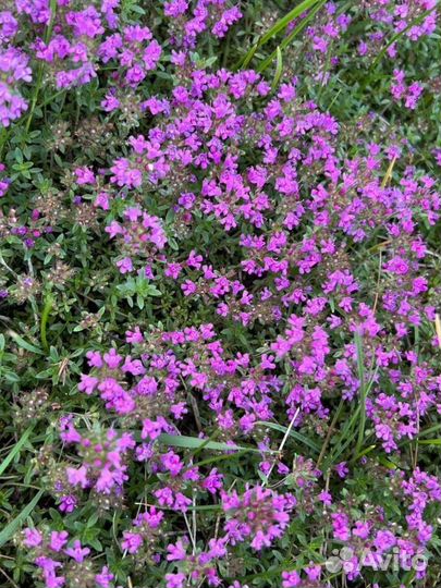 Чабрец. Тимьян. Зверобой