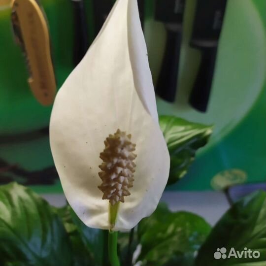 Спатифиллум Женское счастье