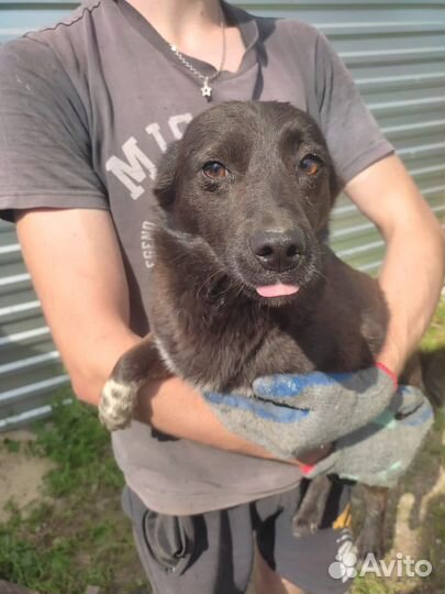 Собаки бесплатно в добрые руки