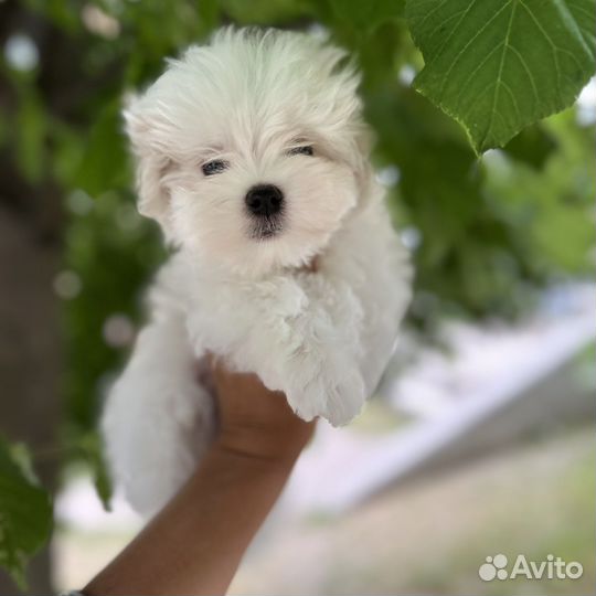 Щенки мальтезе