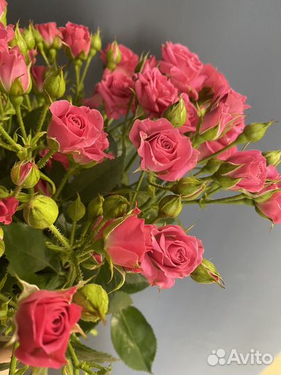 Кустовая роза