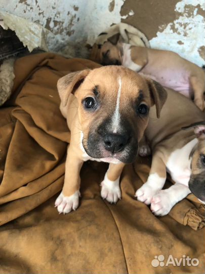 Щенки стаффорда