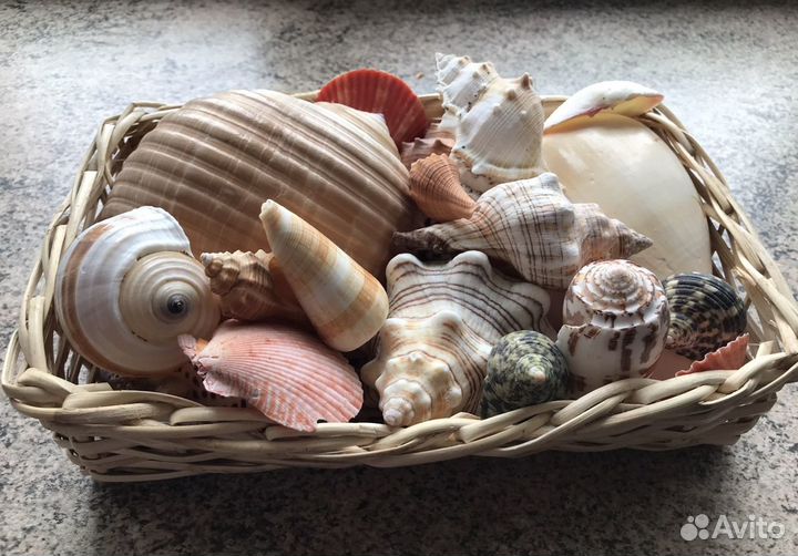 Ракушка. Набор