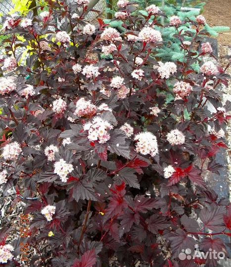 Кустарники декоративные