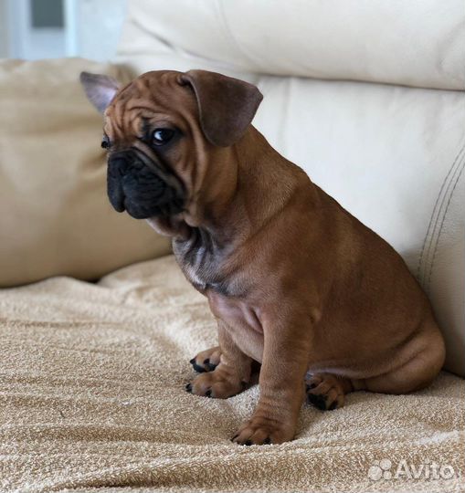 Французский бульдог щенки РКФ