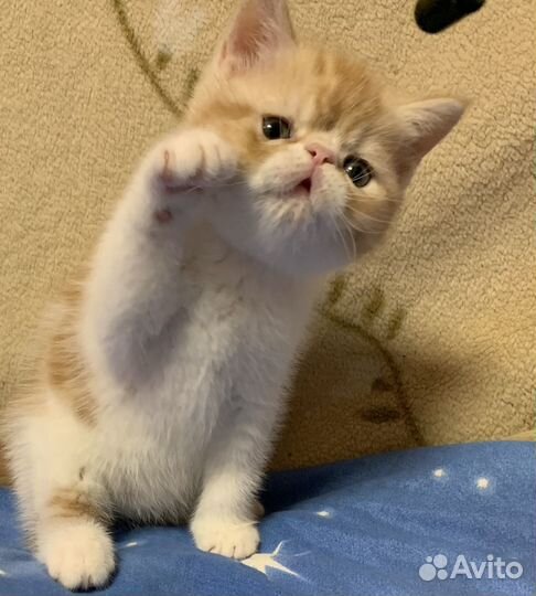 Экзотический котик