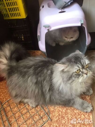 Шотландский вислоухий кот