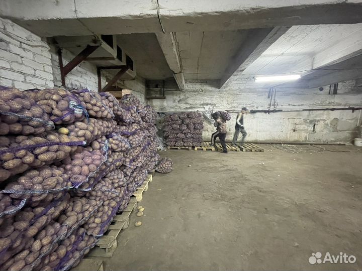 Картофель и много другое