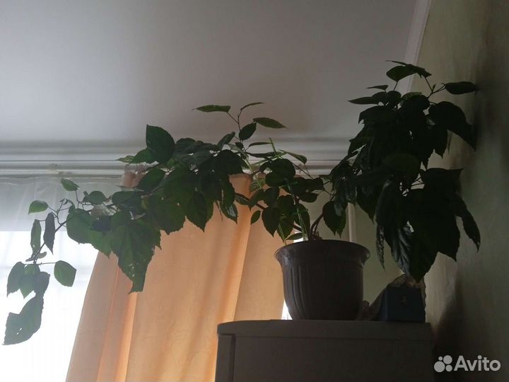 Роза Дикая Комнатная