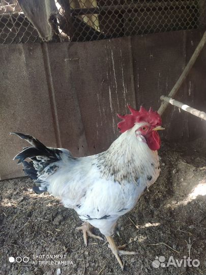 Молодые петухи доминант