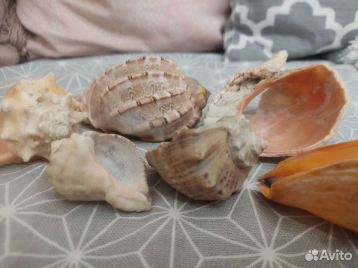 Морские ракушки