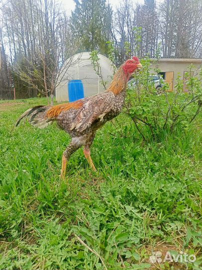 Бойцовский петух О-шамо