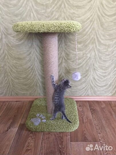 Когтеточка 