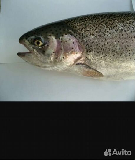 Форель, речная рыба в ассортименте