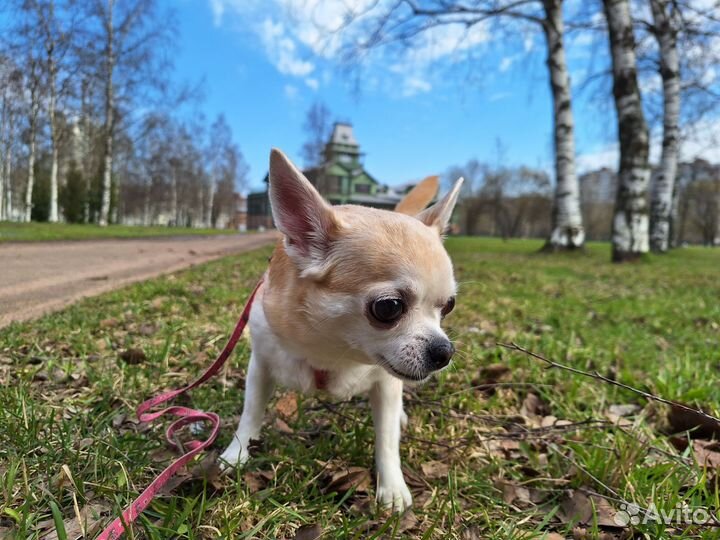 Передержка животных