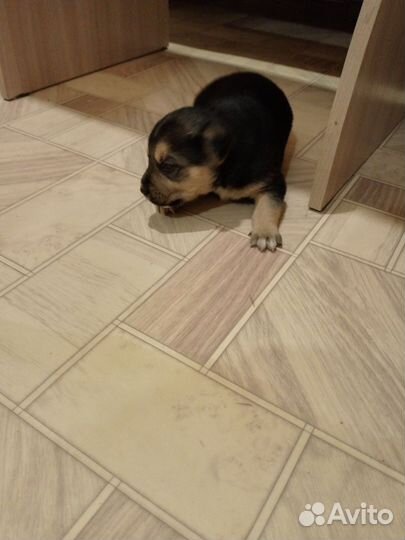 Щенки амстаффа