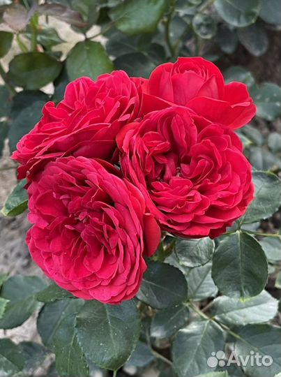 Розы в горшках