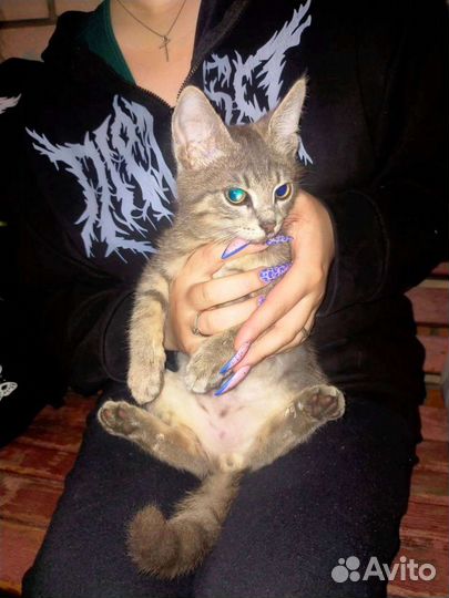 Кошки в добрые руки бесплатно