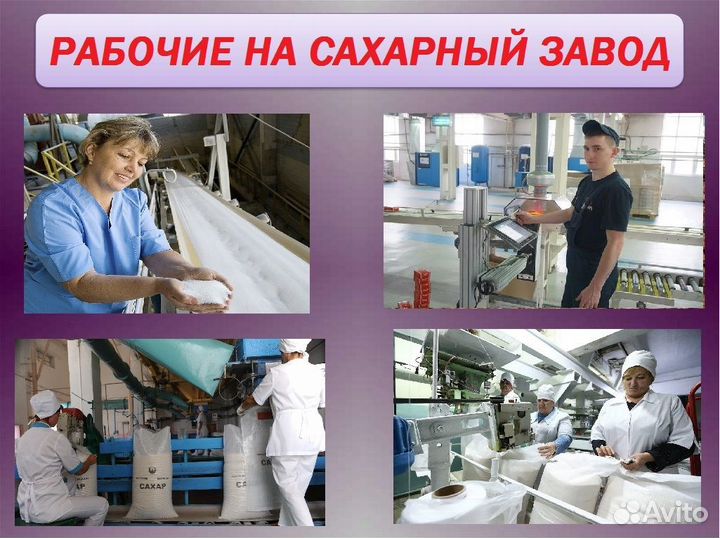 Рабочие на cахарный завод