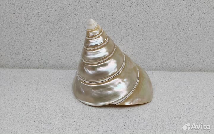 Нилотикус 11*11,7 морская ракушка раковина