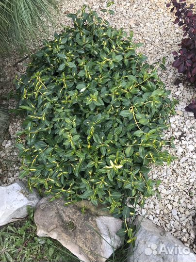 Бересклет форчуна