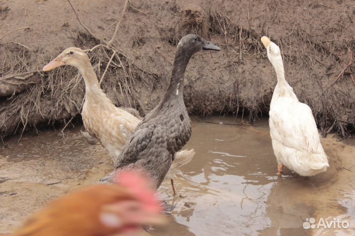 Утки индийский бегунок