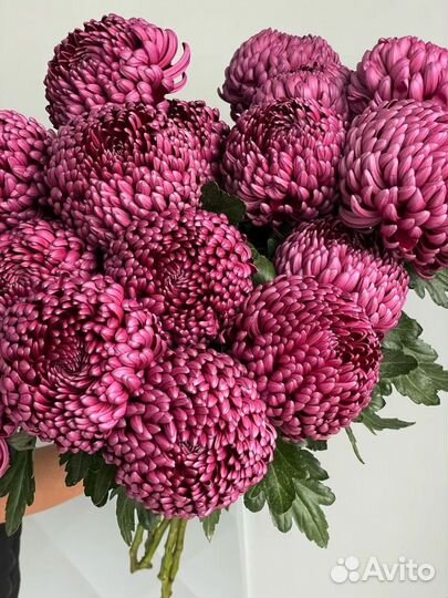 Цветы хризантемы с доставкой