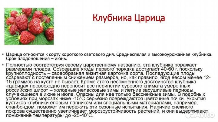 Земляника рассада, после 15.06ягоды.Лесная ягоды