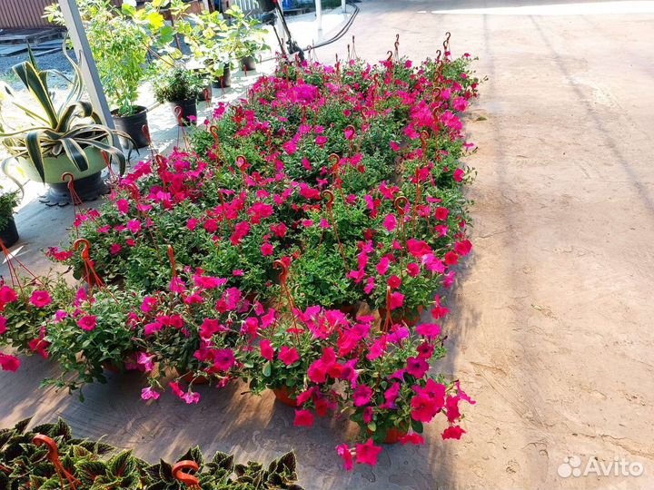 Кашпо петуния