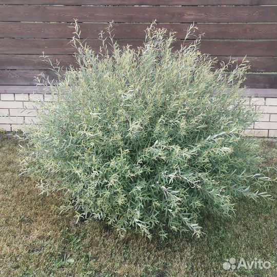 Ива пурпурная нана