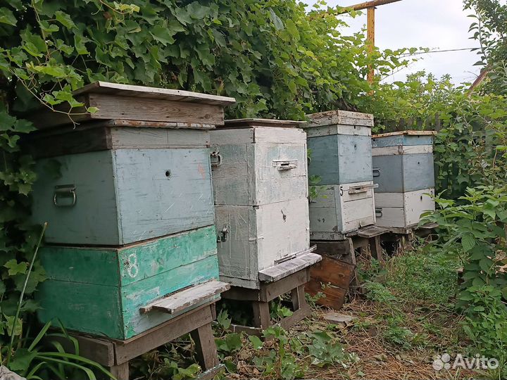 Улей с пчелами