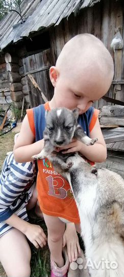 Домашние животные собаки