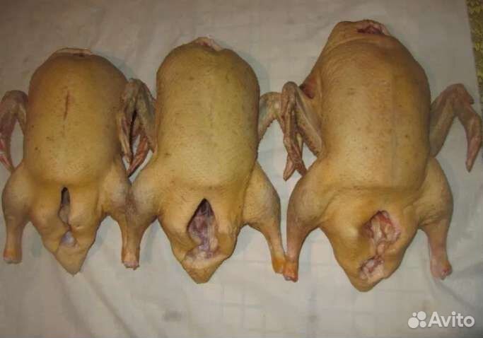 Мясо домашней утки, гуся