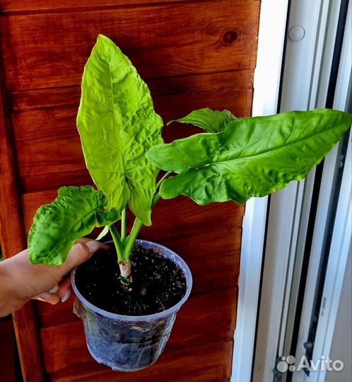 Сортовые сингониумы