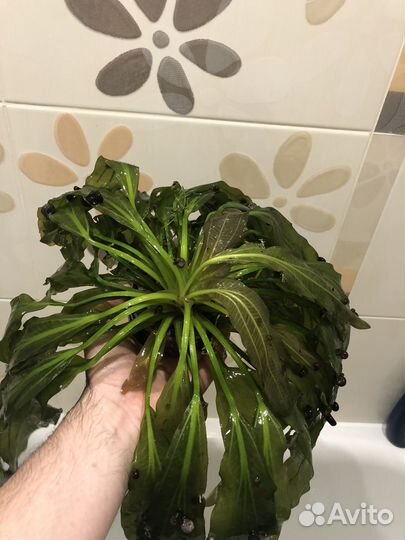 Эхинодорус