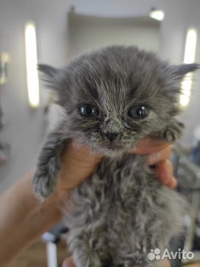 Кошечка в добрые руки