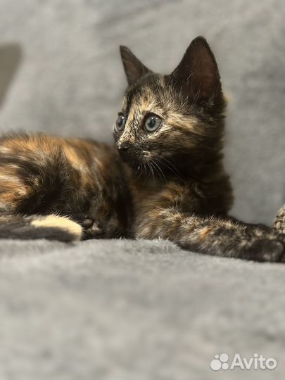 Котенок в добрые руки