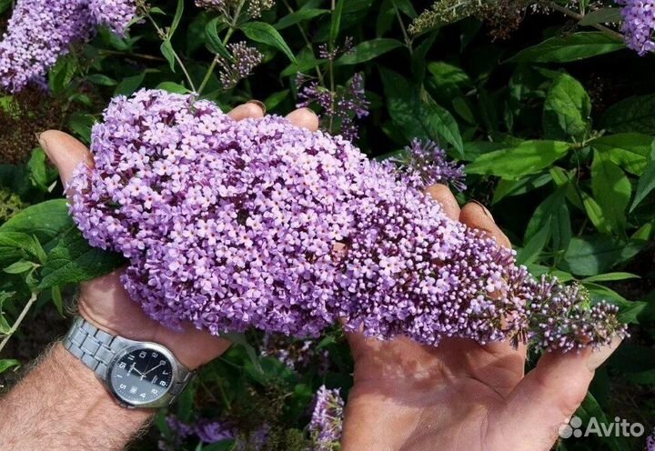 Буддлея Давида смесь окрасок