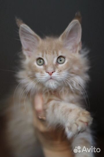 Мейн-кун кошечка в совладение