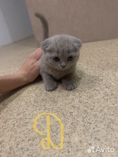 Шотландская кошка