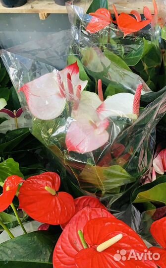 Антуриум обновление ассортимента