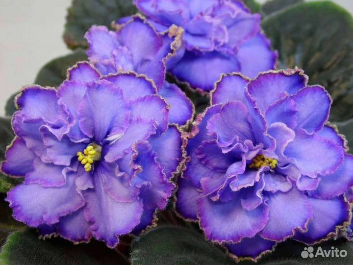 Фиалка blue dragon и ле морская поэма