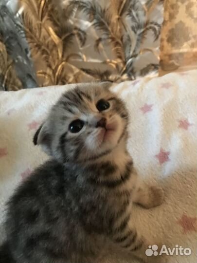 Отдам котенка в добрые руки