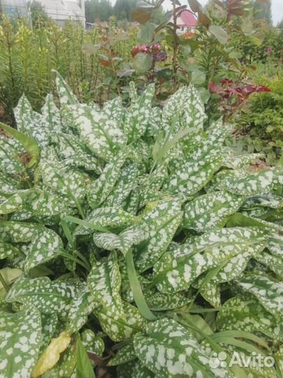 Медуница многолетник