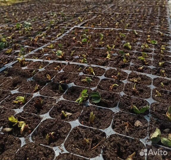 Саженцы клубники ремонтантных сортов