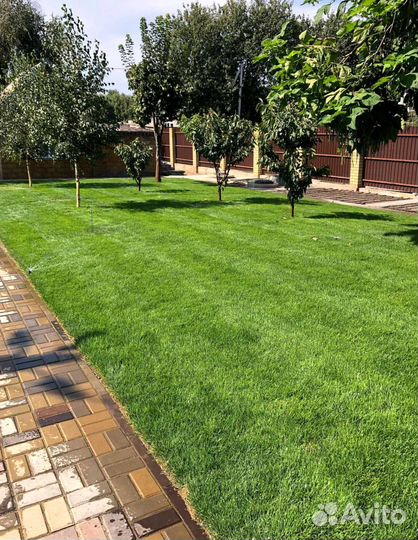 Рулонный газон